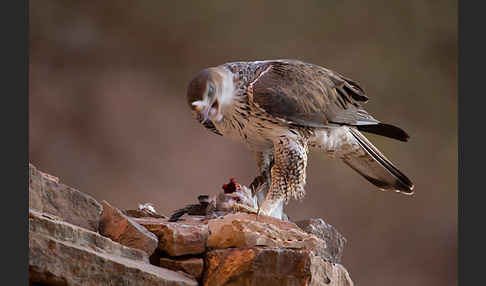 Habichtsadler (Aquila fasciata)