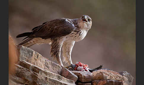 Habichtsadler (Aquila fasciata)