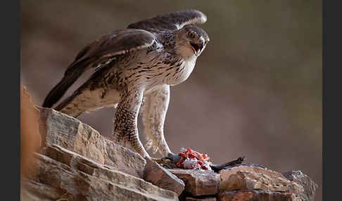 Habichtsadler (Aquila fasciata)