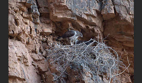 Habichtsadler (Aquila fasciata)