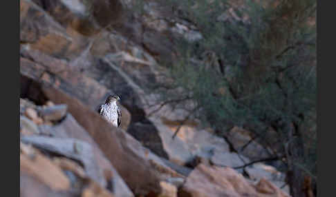 Habichtsadler (Aquila fasciata)