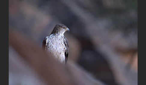 Habichtsadler (Aquila fasciata)