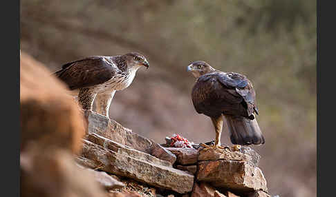 Habichtsadler (Aquila fasciata)