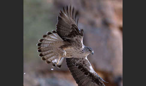 Habichtsadler (Aquila fasciata)