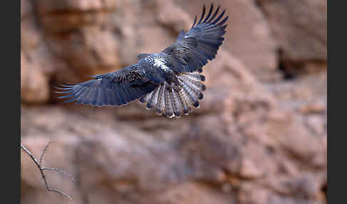 Habichtsadler (Aquila fasciata)