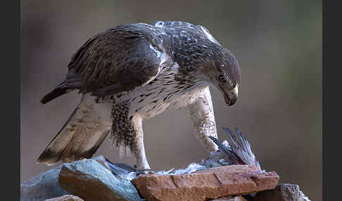 Habichtsadler (Aquila fasciata)