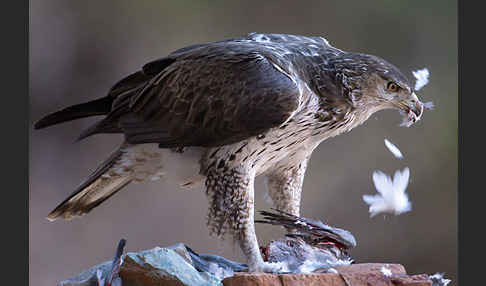 Habichtsadler (Aquila fasciata)