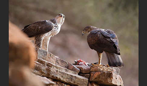 Habichtsadler (Aquila fasciata)