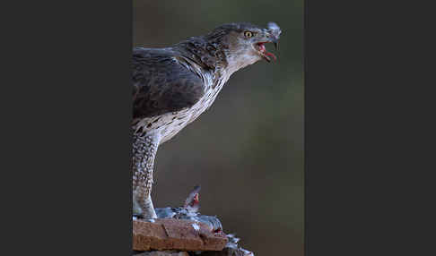 Habichtsadler (Aquila fasciata)