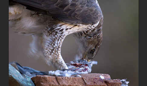 Habichtsadler (Aquila fasciata)