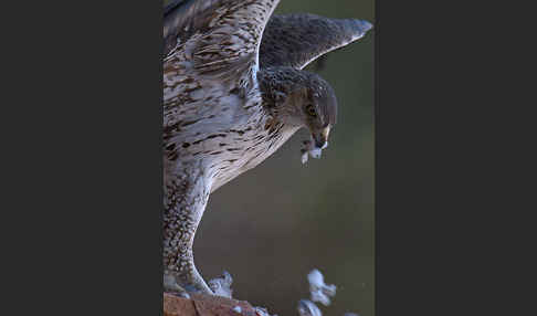 Habichtsadler (Aquila fasciata)