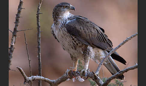 Habichtsadler (Aquila fasciata)