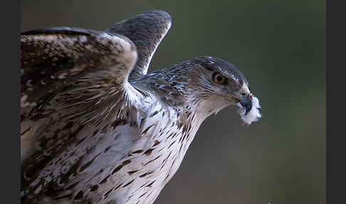 Habichtsadler (Aquila fasciata)