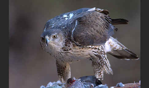 Habichtsadler (Aquila fasciata)