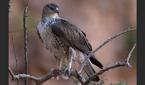 Habichtsadler (Aquila fasciata)