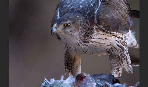 Habichtsadler (Aquila fasciata)