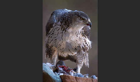 Habichtsadler (Aquila fasciata)