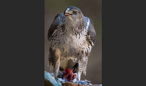 Habichtsadler (Aquila fasciata)