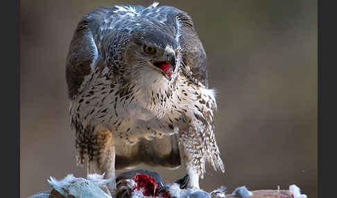 Habichtsadler (Aquila fasciata)