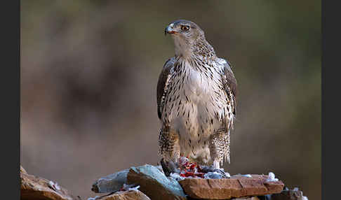 Habichtsadler (Aquila fasciata)