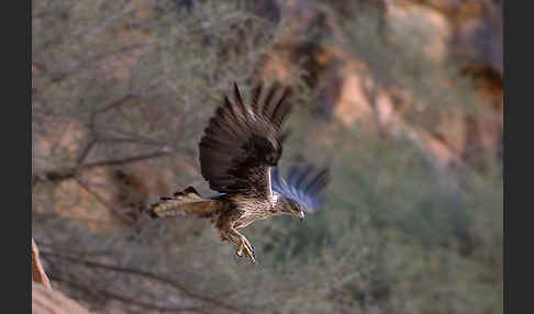 Habichtsadler (Aquila fasciata)