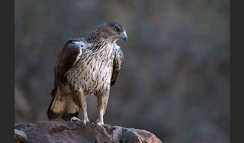 Habichtsadler (Aquila fasciata)