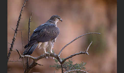 Habichtsadler (Aquila fasciata)