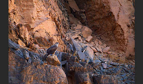 Habichtsadler (Aquila fasciata)