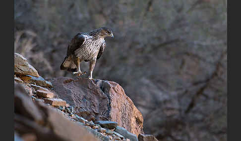 Habichtsadler (Aquila fasciata)