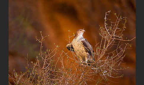 Habichtsadler (Aquila fasciata)