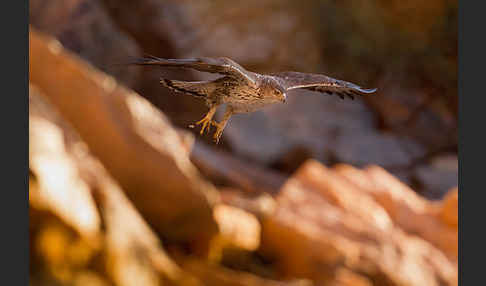 Habichtsadler (Aquila fasciata)