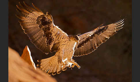 Habichtsadler (Aquila fasciata)