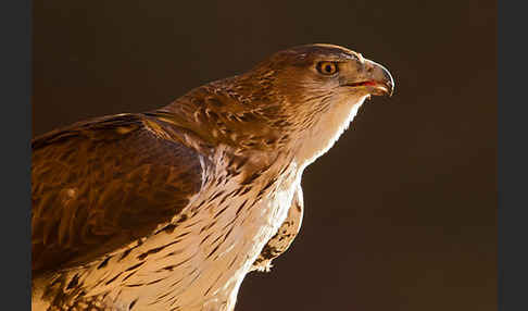 Habichtsadler (Aquila fasciata)