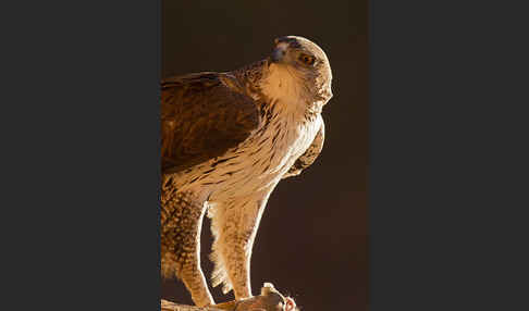 Habichtsadler (Aquila fasciata)