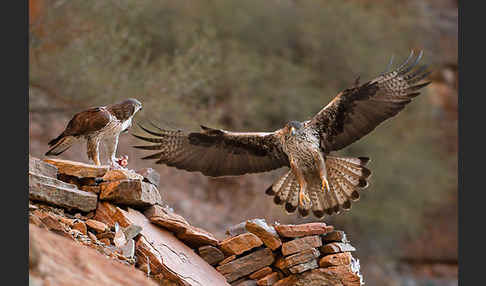 Habichtsadler (Aquila fasciata)