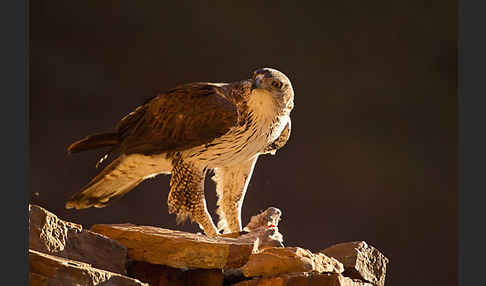 Habichtsadler (Aquila fasciata)