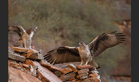 Habichtsadler (Aquila fasciata)