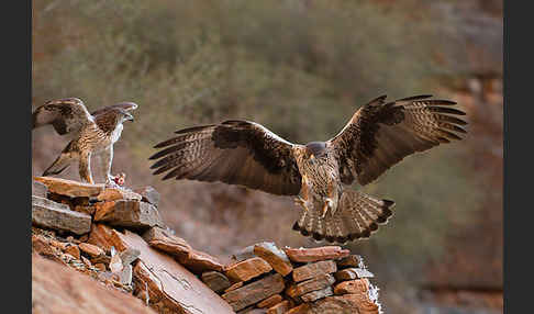 Habichtsadler (Aquila fasciata)