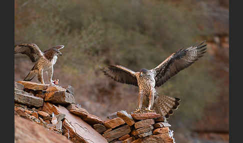 Habichtsadler (Aquila fasciata)