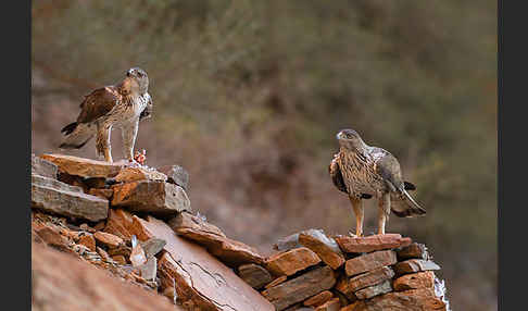 Habichtsadler (Aquila fasciata)