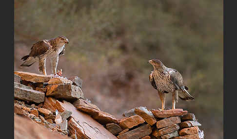 Habichtsadler (Aquila fasciata)