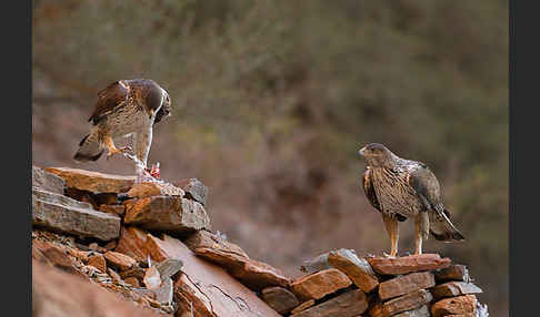 Habichtsadler (Aquila fasciata)