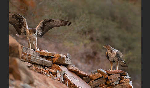 Habichtsadler (Aquila fasciata)