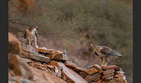 Habichtsadler (Aquila fasciata)