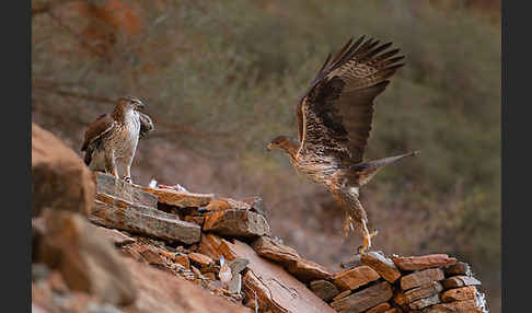 Habichtsadler (Aquila fasciata)