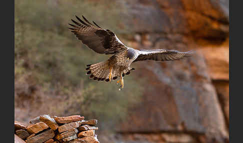 Habichtsadler (Aquila fasciata)