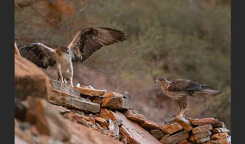 Habichtsadler (Aquila fasciata)