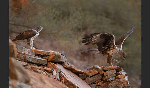 Habichtsadler (Aquila fasciata)