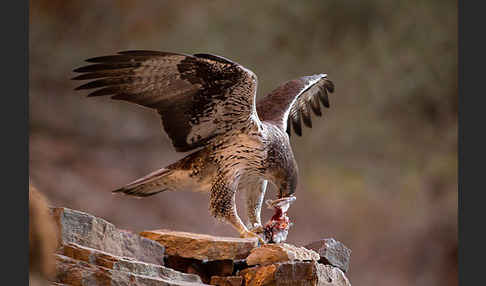 Habichtsadler (Aquila fasciata)