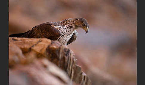 Habichtsadler (Aquila fasciata)